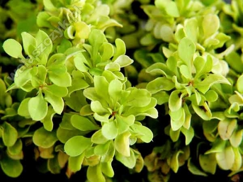 Berberis thunbergii 'Goldalita'